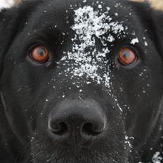 Labrador retriever Buster