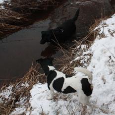Dansk svensk gaardhund Harley Davidson