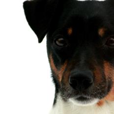 Dansk svensk gaardhund Harley Davidson