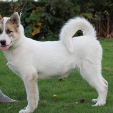 Grønlandshund Arfernat Nukik