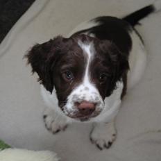 Engelsk springer spaniel Famous Victor