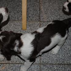 Engelsk springer spaniel Famous Victor