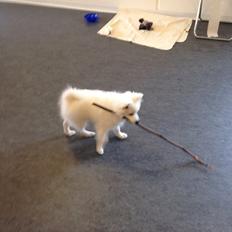 Japansk spids Bertram 