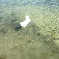 Japansk spids Bertram 