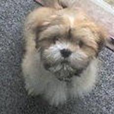 Lhasa apso Noah
