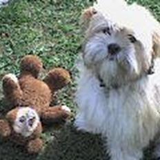 Lhasa apso Noah