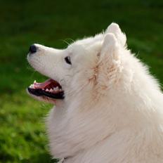 Samojedhund Bamse