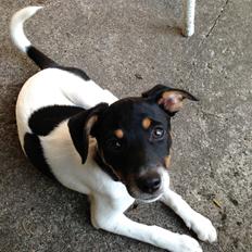 Dansk svensk gaardhund Trille