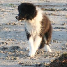 Border collie Soulshocks Sally