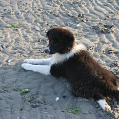 Border collie Soulshocks Sally