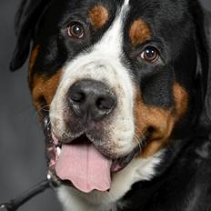 Grosser schweizer sennenhund Frodo Lucky Swiss