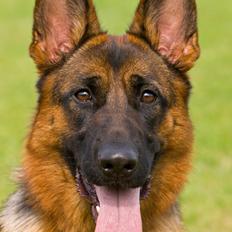 Schæferhund Kiami's Ulja