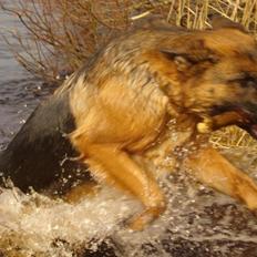 Schæferhund Kiami's Ulja