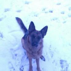 Schæferhund Kiami's Ulja