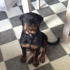 Rottweiler Nomis von Hause Nomis