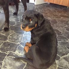 Rottweiler Nomis von Hause Nomis