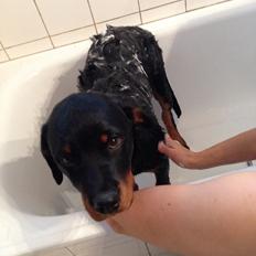 Rottweiler Nomis von Hause Nomis