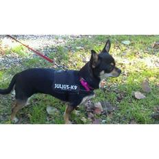 Chihuahua Locky
