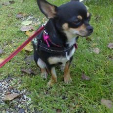 Chihuahua Locky