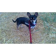 Chihuahua Locky