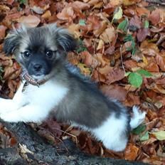 Blanding af racer Gismo