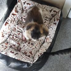 Blanding af racer Gismo