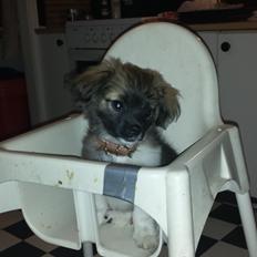 Blanding af racer Gismo