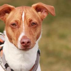 Dansk svensk gaardhund Simba