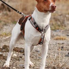 Dansk svensk gaardhund Simba