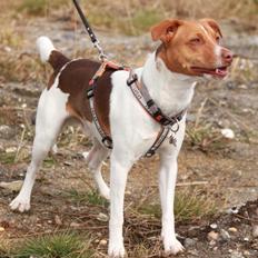Dansk svensk gaardhund Simba
