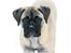 Bullmastiff Raya (Bullgrin's 'N Librrani No Mercy)