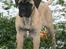 Bullmastiff Raya (Bullgrin's 'N Librrani No Mercy)
