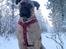 Bullmastiff Raya (Bullgrin's 'N Librrani No Mercy)