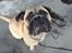 Bullmastiff Raya (Bullgrin's 'N Librrani No Mercy)