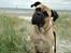 Bullmastiff Raya (Bullgrin's 'N Librrani No Mercy)
