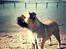 Bullmastiff Raya (Bullgrin's 'N Librrani No Mercy)