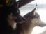 Siberian husky Shiro