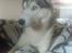 Siberian husky Shiro