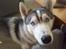 Siberian husky Shiro