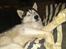 Siberian husky Shiro