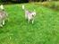 Siberian husky Shiro