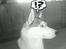 Siberian husky Shiro