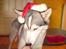 Siberian husky Shiro