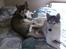 Siberian husky Shiro