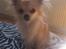 Chihuahua Gucci/Lutter - Efter et dejligt bad :)