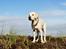 Labrador retriever Django*himmelhund*