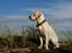Labrador retriever Django*himmelhund*