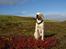 Labrador retriever Django*himmelhund*