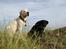 Labrador retriever Django*himmelhund*