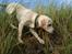 Labrador retriever Django*himmelhund* - så er der lige lidt balance træning